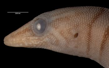 Media type: image;   Herpetology R-12304